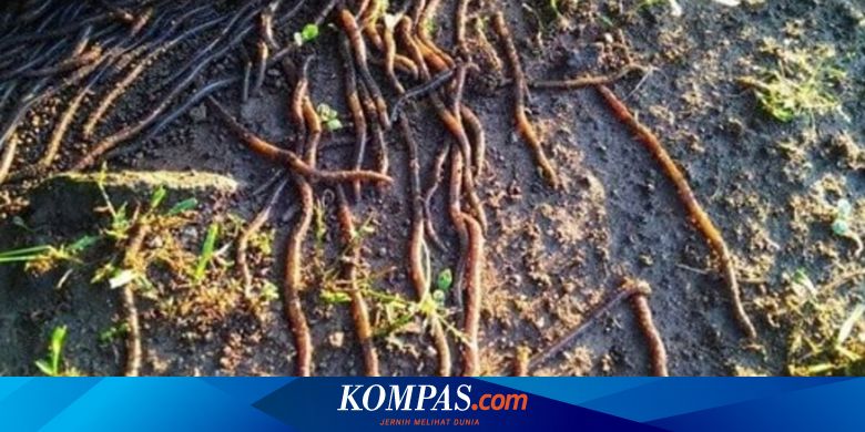 Harganya Mahal Cacing Tanah Banyak Dicari Tukang Obat Dan