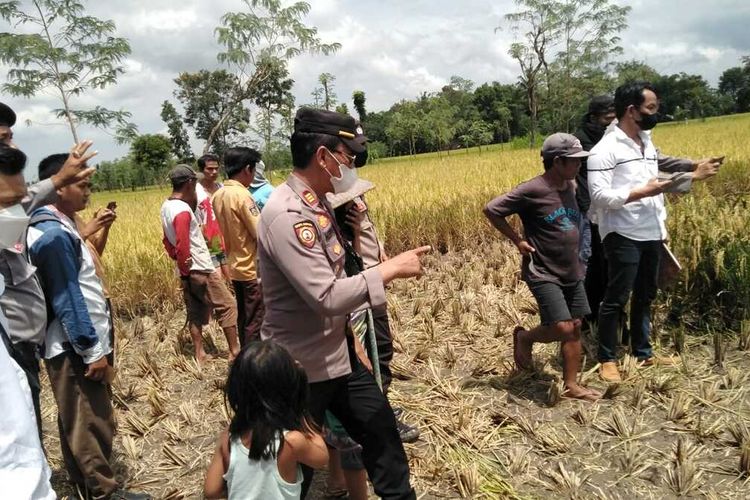 Lokasi penemuan tengkorak manusia ditengah sawah tepatnya di Desa Darmaji, Lombok Tengah