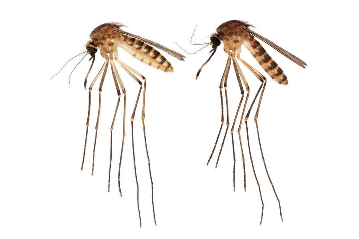 Spesies baru nyamuk ditemukan di Florida. Nyamuk ini memiliki nama ilmiah Culex lactator.