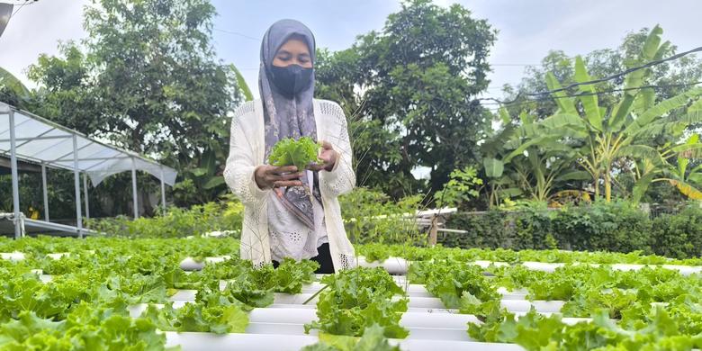 Warga Pamekasan membuat kebun selada yang asri dan segar dari halaman rumahnya. Simak ceritanya!