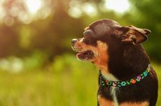 Studi Ungkap Mutasi Gen Sebabkan Anjing Berukuran Kecil 