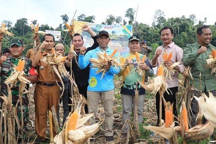 Bupati Bulungan Syarwani saat menghadiri panen jagung perdana Poktan Sesamba Desa Pimping, Selasa (23/7/2024).