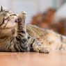 Anak Autisme Disarankan Memelihara Kucing