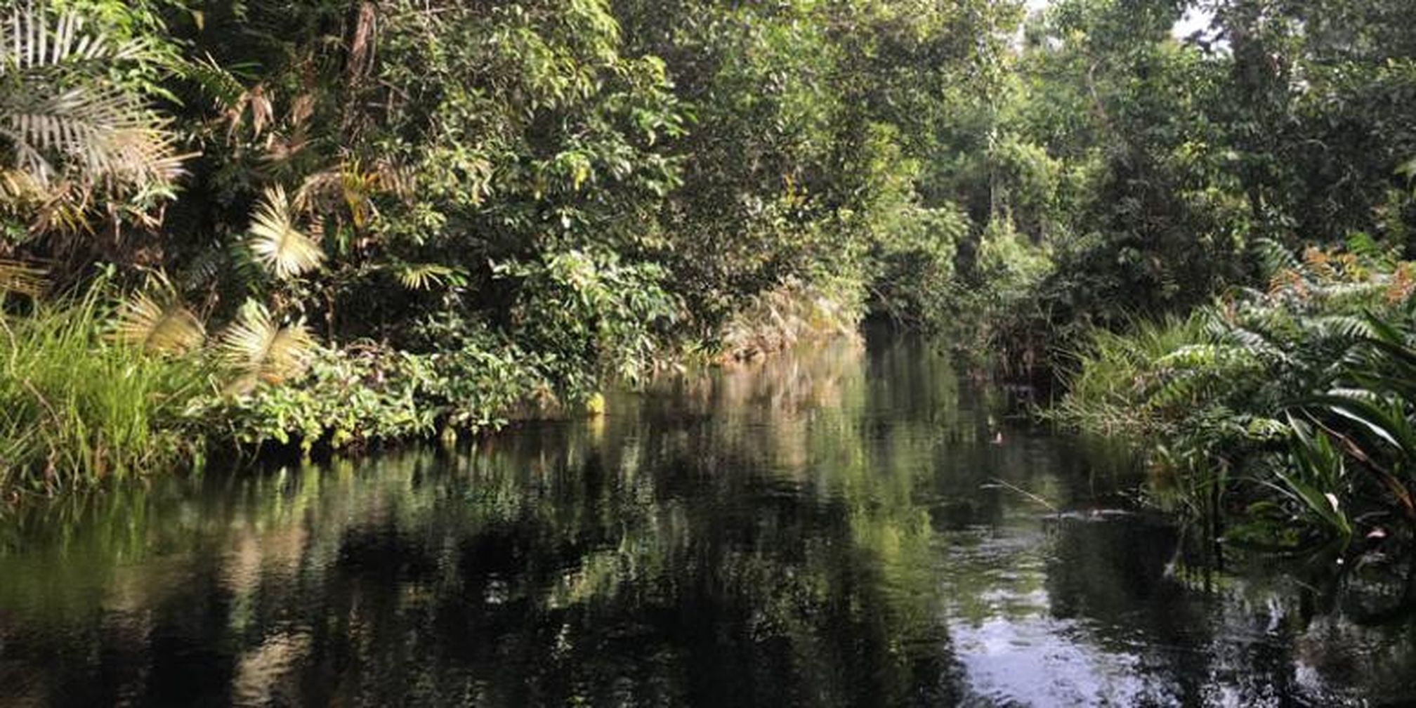 Menyusuri Jalur Reptil Di Taman Nasional Sebangau