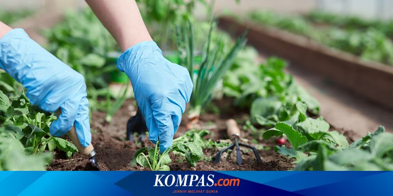 Berkebun Di Rumah Gunakan Bahan Bahan Ini Untuk Penyubur Dan Pupuk Alami Halaman All Kompas Com