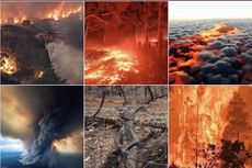 Kebakaran Australia, 1 Miliar Hewan Diperkirakan Mati Dilumat Api