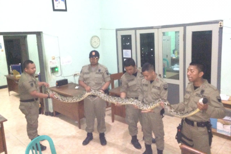 Petugas Satpol PP Kota Kediri, Jawa Timur, memperlihatkan ular sanca yang berhasil ditangkap dari pekarangan rumah warga di Jl.Urip Sumoharjo, Senin (29/4/2019) malam.