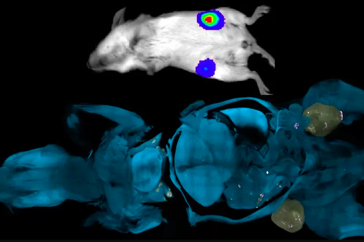 Ilustrasi deteksi sel kanker melalui tikus