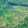 Investor Asing Peringatkan UU Cipta Kerja Ancam Hutan Tropis Indonesia