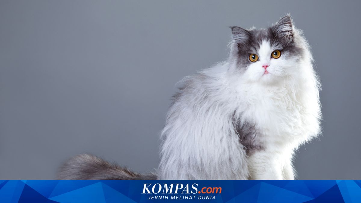 Kenali, Ini 5 Arti Bahasa Tubuh Kucing