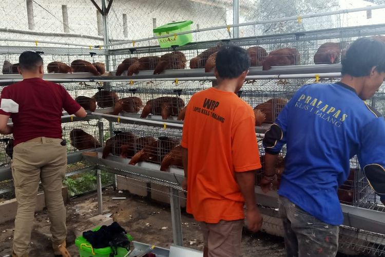 Budidaya ayam petelur dan pedaging oleh warga binaan Lapas Kelas I Malang