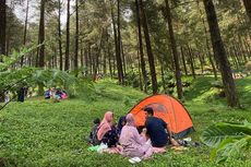 Hutan Pinus Limpakuwus: Jam Buka, Harga Tiket, dan Daya Tarik