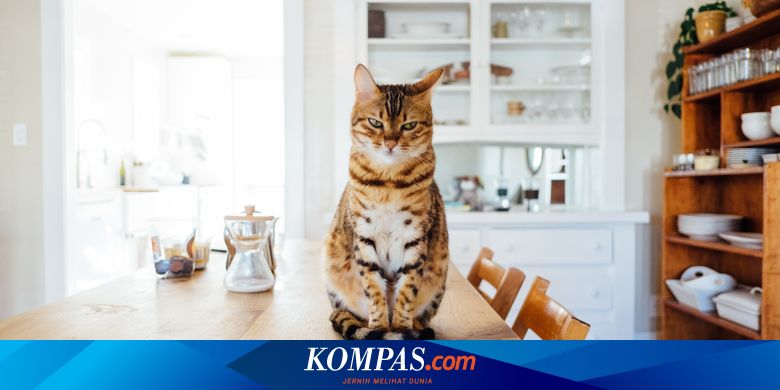 Kenapa Kucing Suka Meniru Perilaku Manusia atau Hewan Lain? - Vimarsana News