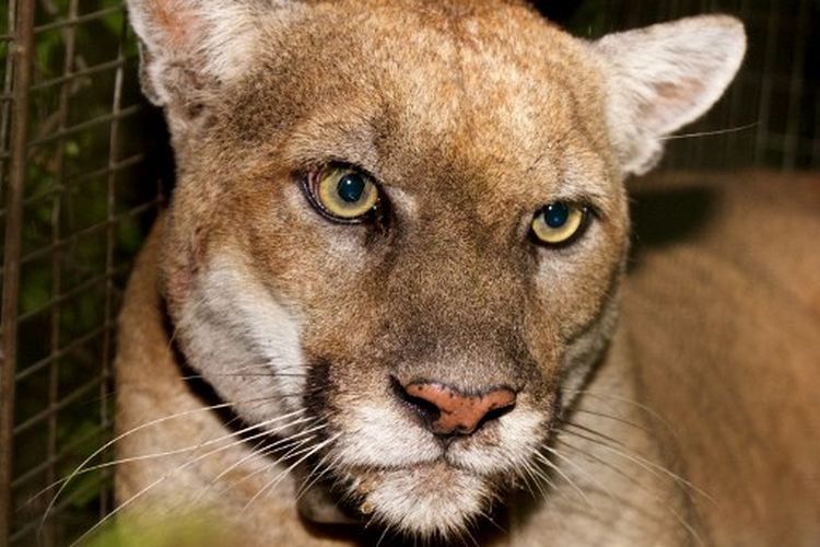 P-22, Singa gunung paling terkenal di daerah Los Angeles, seekor kucing jantan liar tua yang terlihat di sekitar Taman Griffith kota, disuntik mati pada hari Sabtu, kata pejabat satwa liar.