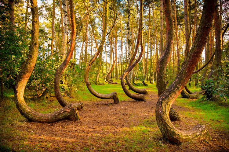 Hutan bengkok di Polandia.