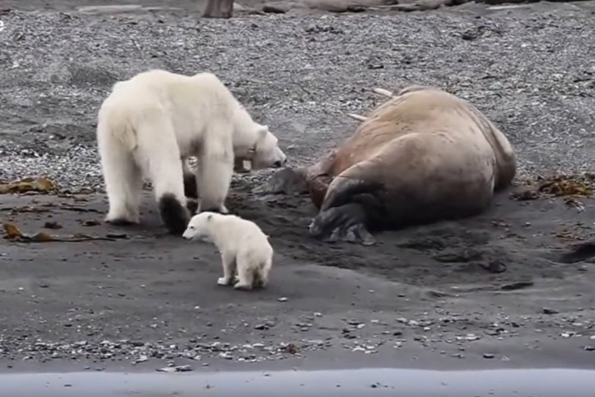 Ibu beruang kutub mencoba mencium walrus yang sedang tidur.