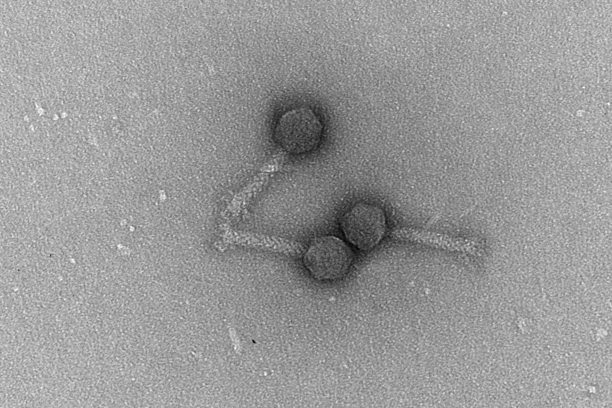 Bacteriophages atau Bakteriofag, yakni virus yang menginfeksi bakteri. Salah satu virus dari Laut Utara di lepas pantai Pulau Helgoland, Jerman, virus ini disebut Peternella. Salah satu virus yang dipelajari peneliti untuk meneliti kehidupan virus laut.