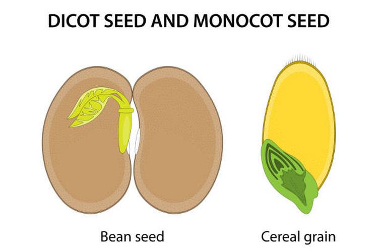 Ilustrasi contoh biji pada tanaman dokotil dan monokotil.