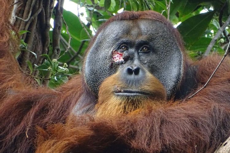Luka wajah Rakus, orangutan jantan dewasa, yang teramati mengobati luka dengan tanaman obat. Foto diambil dua hari sebelum orangutan ini menempelkan jaring tanaman pada luka.

