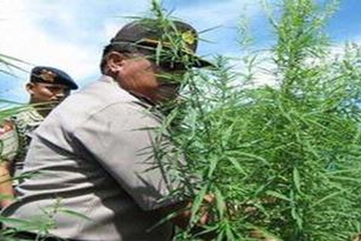 Ilustrasi ladang ganja