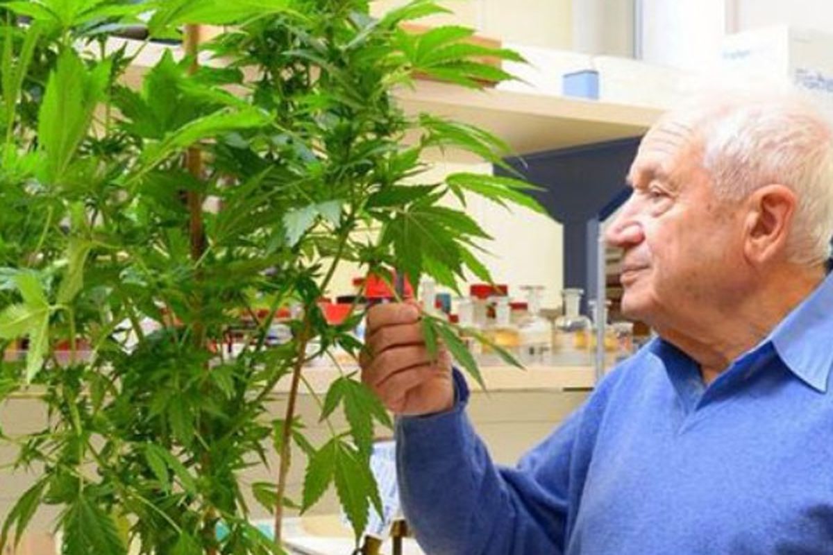 Prof Raphael Machoulam, pelopor bidang penelitian obat dari tanaman ganja.