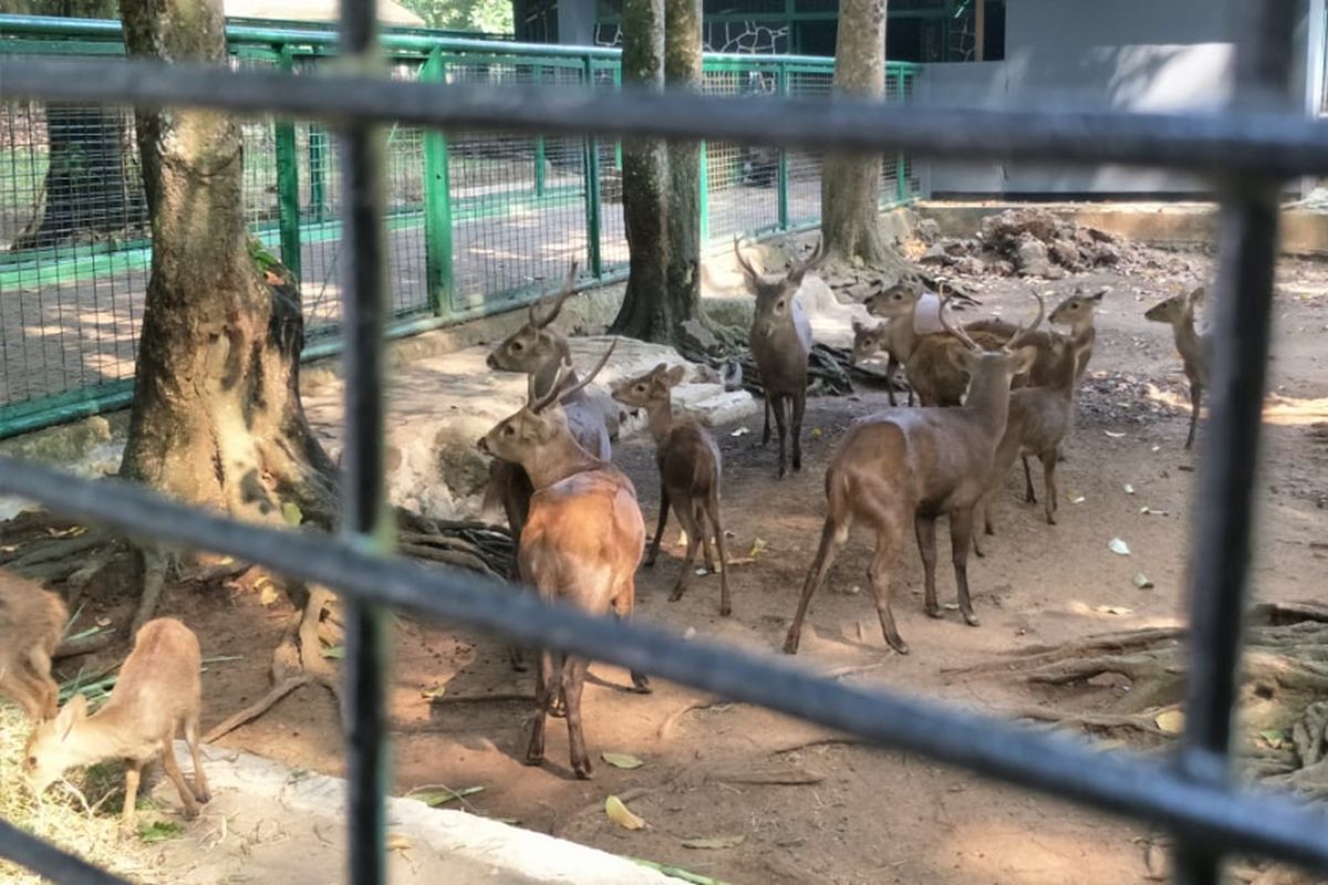 Rusa bawean yang jadi maskot Asian Games 2018 bernama Atung dipelihara di Taman Margasatwa Ragunan, Jakarta Selatan. Foto diambil Jumat (20/7/2018).