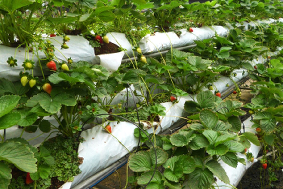 Ilustrasi strawberry hidroponik, menanam strawberry hidroponik.