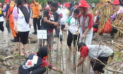 221 Relawan PMR dan Internasional Tanam 1.000 Bibit Mangrove dan Bersihkan Pantai Perahu Batu