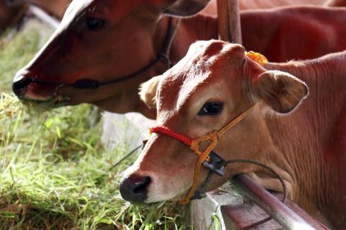 Sapi Kurban Kabur dan Berenang di Danau, Akhirnya Disembelih di Pinggir Jalan