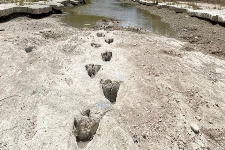 Jejak kaki dinosaurus ditemukan di Dinosaur Valley State Park, Texas.