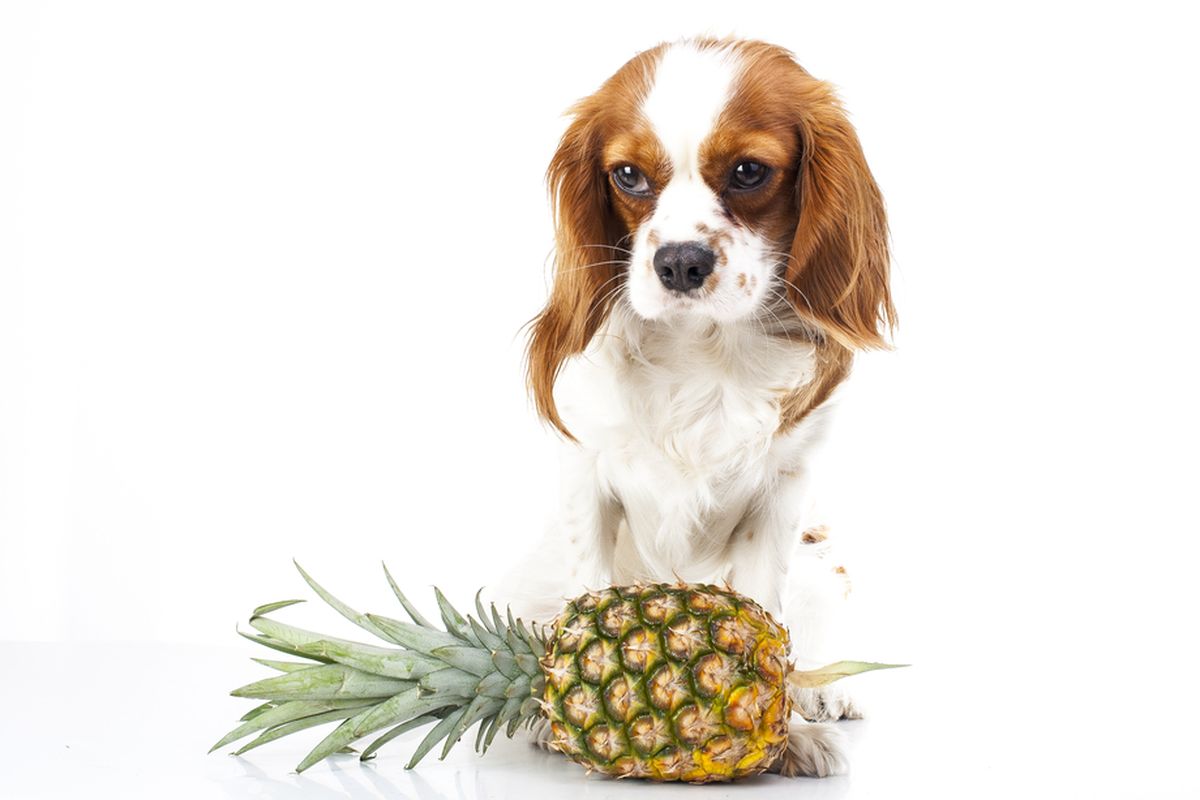 Ilustrasi anjing dan nanas