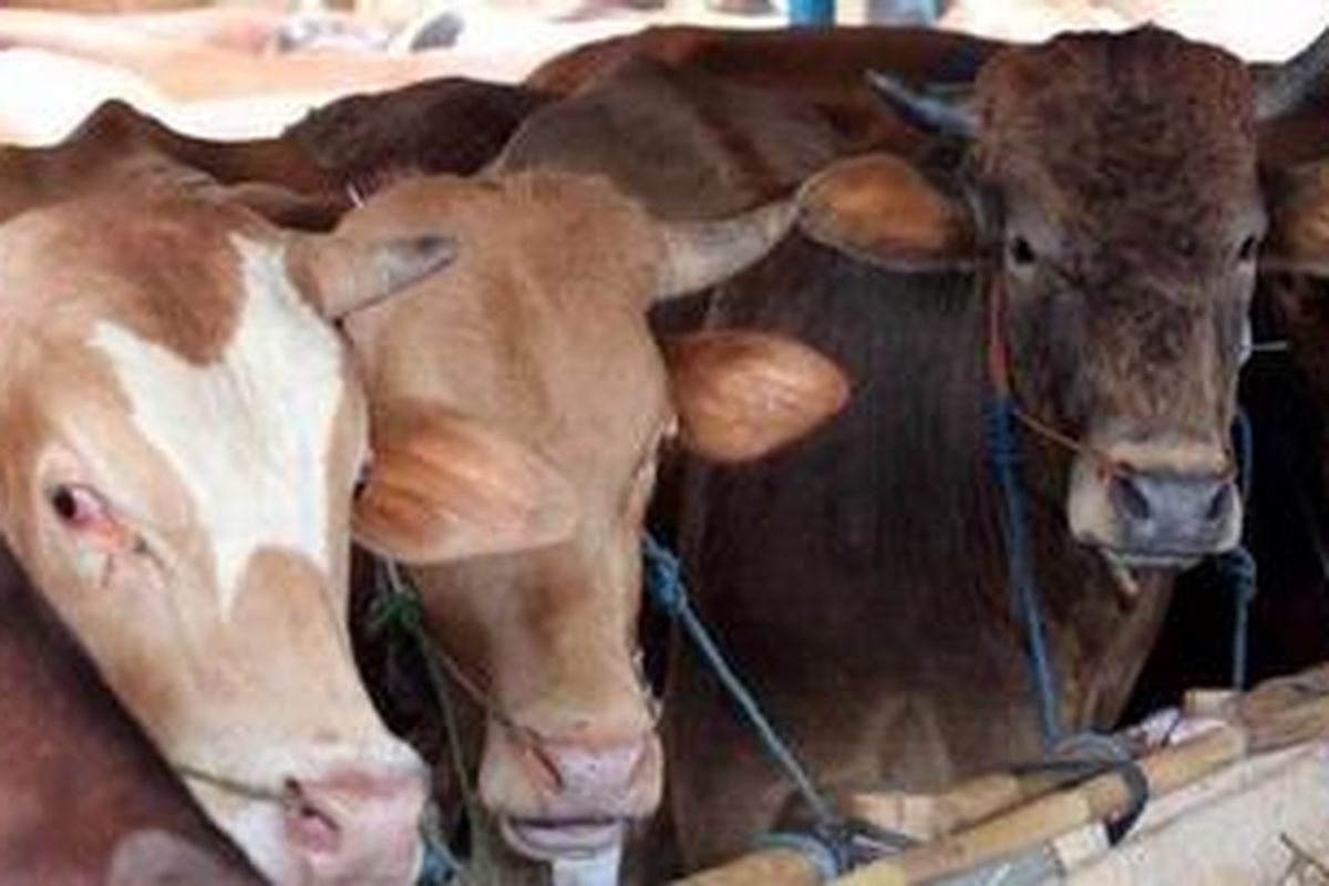 Ilustrasi hewan kurban