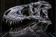 T-Rex Ternyata Jauh Lebih Besar dari Perkiraan Sebelumnya, Studi Jelaskan
