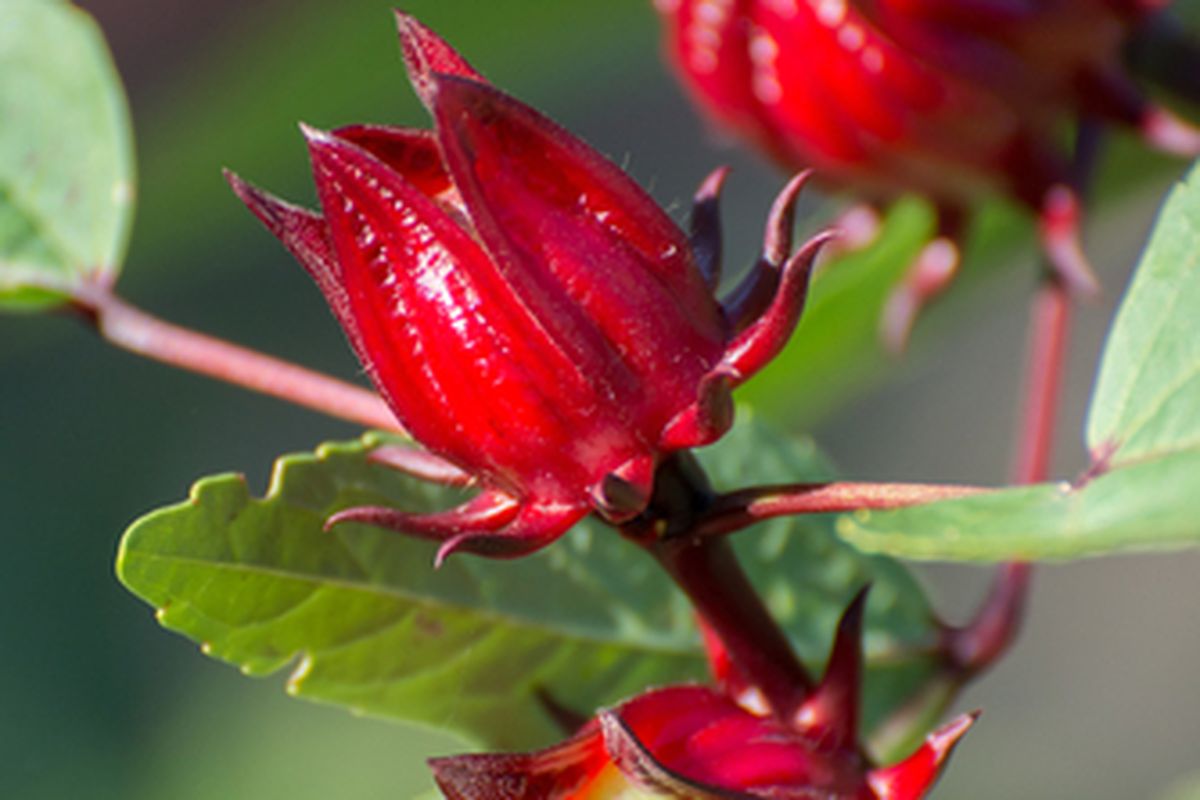 Tanaman rosella, bunga rosella