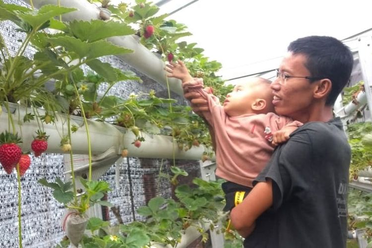 Kisah Nasrudin Pelopor Stroberi Hidroponik di Bener Meriah, dari Cuan hingga Bangkit Diterpa Bencana