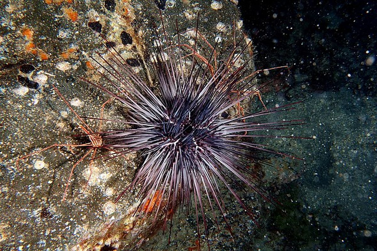 Populasi bulu babi di Kepulauan Canary, Spanyol, turun drastis akibat penyakit misterius dan terancam punah. Simak selengkapnya.
