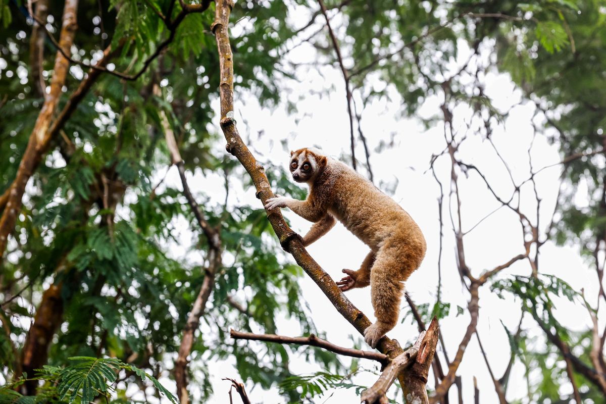 Primata Kukang Jawa (Nycticebus Javanicus) menaiki pohon saat habituasi sebelum pelepasliaran kembali ke habitatnya di kawasan Taman Nasional Gunung Halimun Salak (TNGHS), Bogor, Jawa Barat, Minggu (20/12/2020). Pelepasliaran ini terlaksana atas kerja sama Balai Besar KSDA Jawa Barat, Balai Taman Nasional Gunung Halimun Salak (BTNGHS) dan Yayasan Inisiasi Alam Rehabilitasi (IAR) Indonesia. Kukang yang dilepasliarkan terbagi ke dalam dua tahap. Tahap pertama sebanyak 15 individu sudah dilaksanakan pada Selasa (15/12/2020) dan tahap kedua sebanyak 15 individu dilaksanakan pada Minggu (20/12/2020).