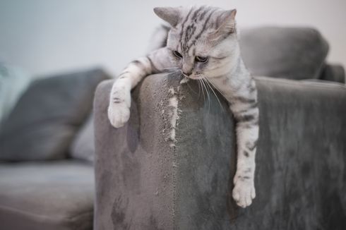 5 Cara Mencegah Kucing Menggaruk Sofa