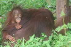 TN Sebangau, Surganya Orangutan 