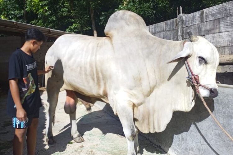 Bagaimana Perlakuan untuk 2 Sapi yang Dibeli Prabowo di Bantul?  
