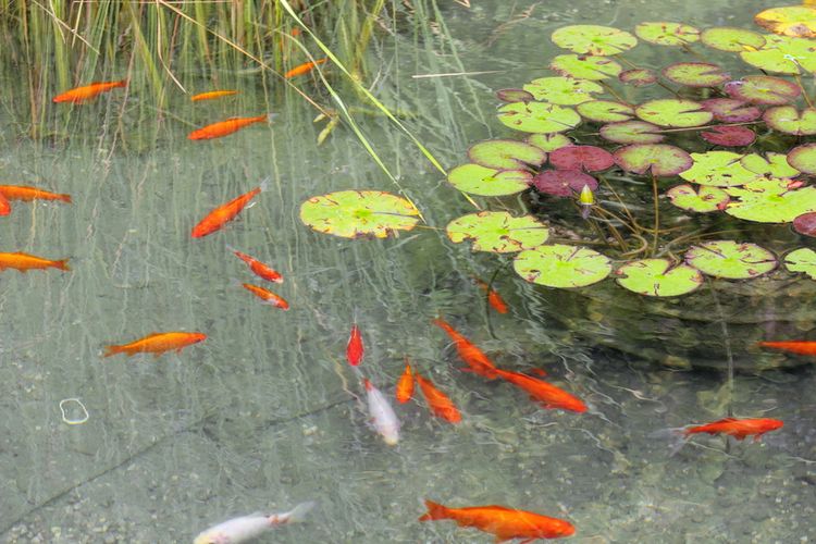 Ilustrasi kolam yang dipenuhi dengan ikan mas dan tanaman lili
