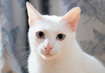 Makin Banyak Cat Parents Peduli Nutrisi, Life Cat Indonesia Hadirkan Solusi