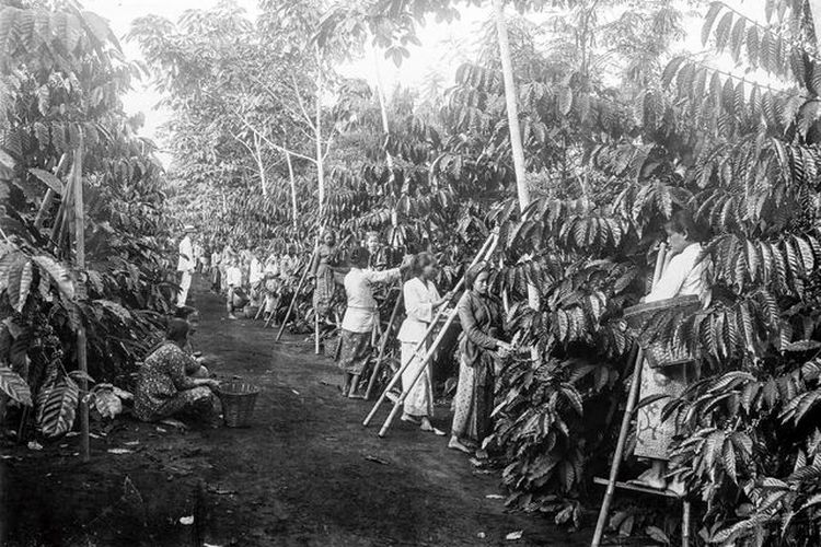 Benarkah Tanam Paksa Hanya Terjadi di Jawa? Begini Penjelasannya