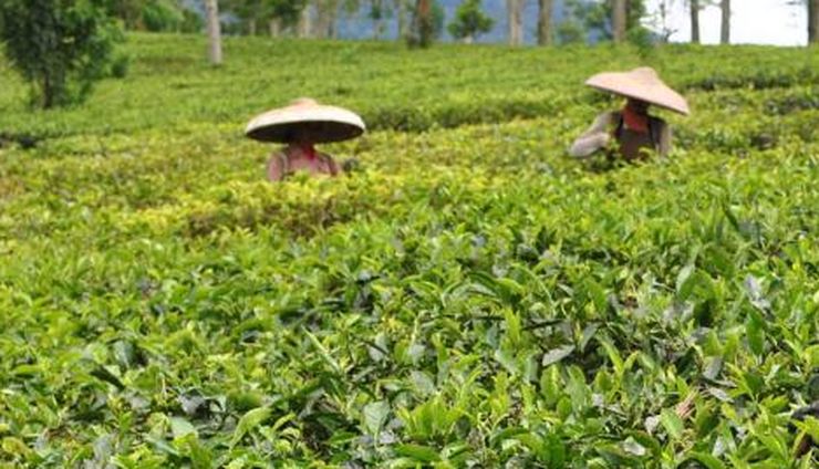 Mengembalikan Daya Saing Teh di Pasar Global