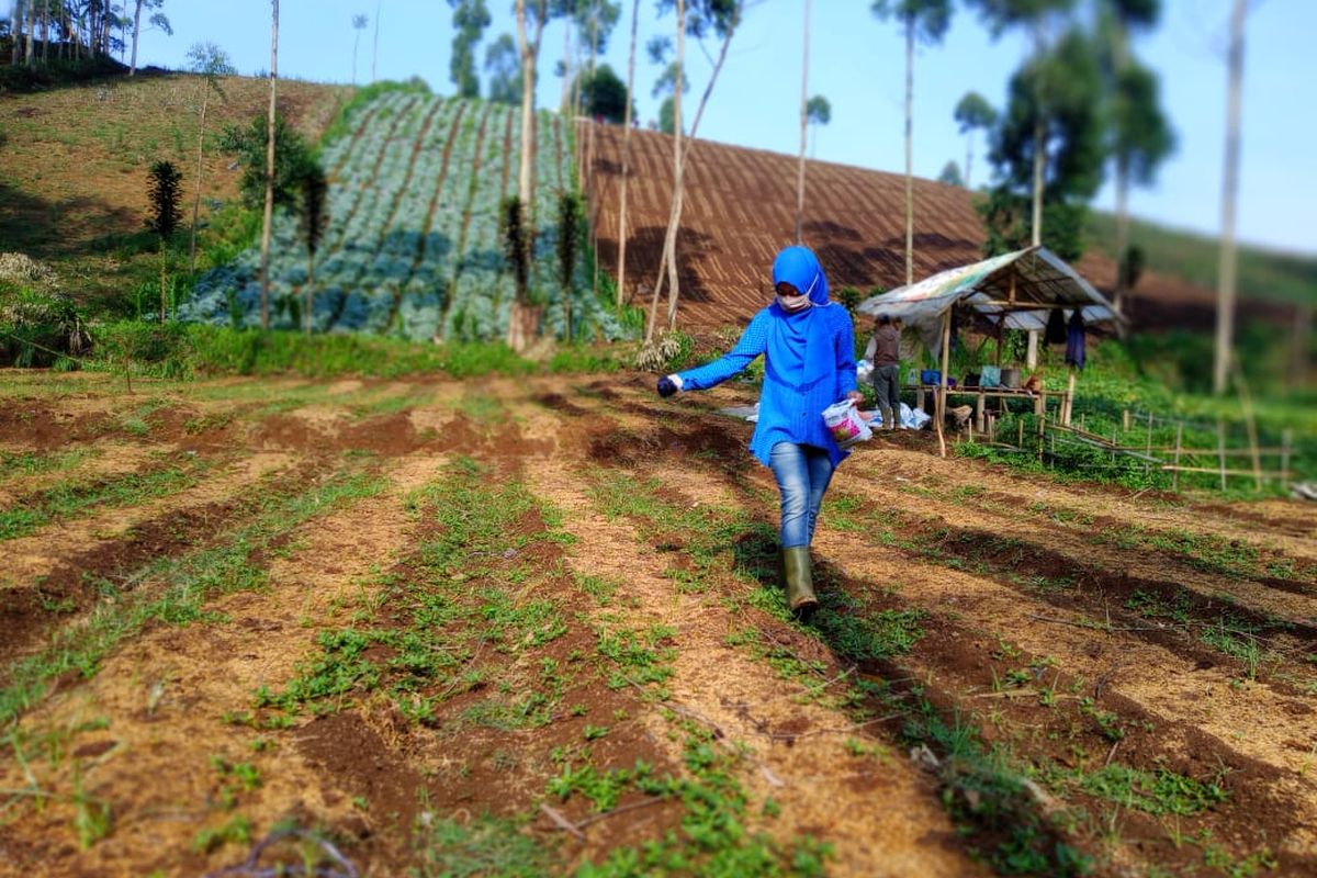 Seorang petani tengah bekerja di perkebunan di Pangalengan, Kabupaten Bandung.