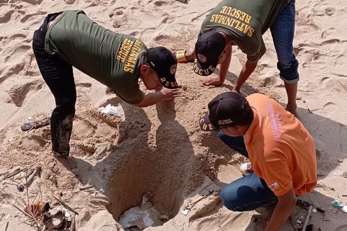 Dalam 2 Hari, Dua Ekor Penyu Ditemukan Mati di Pantai Ngobaran Gunungkidul