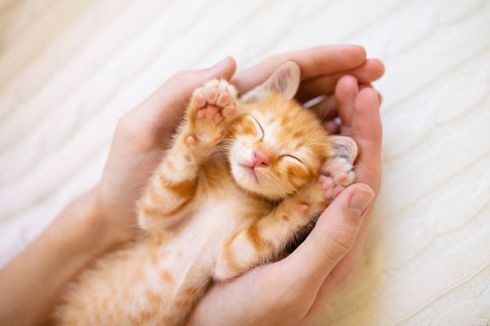 Waspada, Ini 9 Penyebab Fading Kitten Syndrome pada Anak Kucing