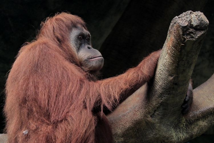 Pernikahan Orangutan Jennifer-Hayato di Jepang, Dana Terkumpul Rp 1,4 M
