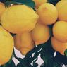 8 Hal yang Dapat Menyebabkan Daun Pohon Lemon Rontok