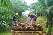 Indonesia Imposes Biodiesel Program to Fight Smear Campaign Against Palm Oil in EU